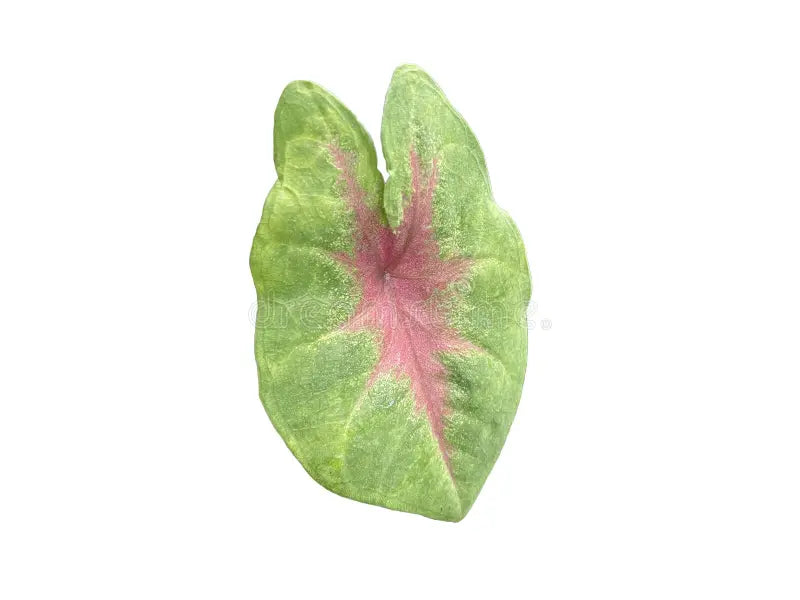 Caladium Casey 11 cm