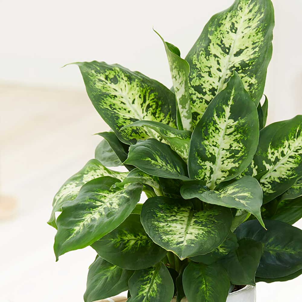 Dieffenbachia Compacta 55 cm