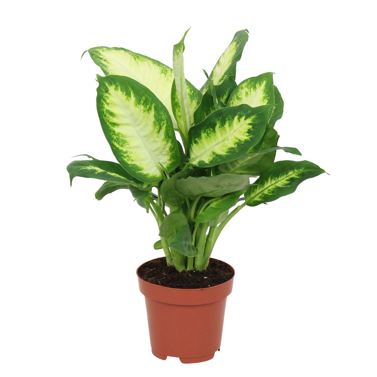 Dieffenbachia Camilla 55 cm