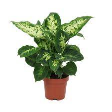 Dieffenbachia Compacta 55 cm