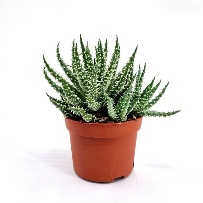 Aloe 5.5 cm