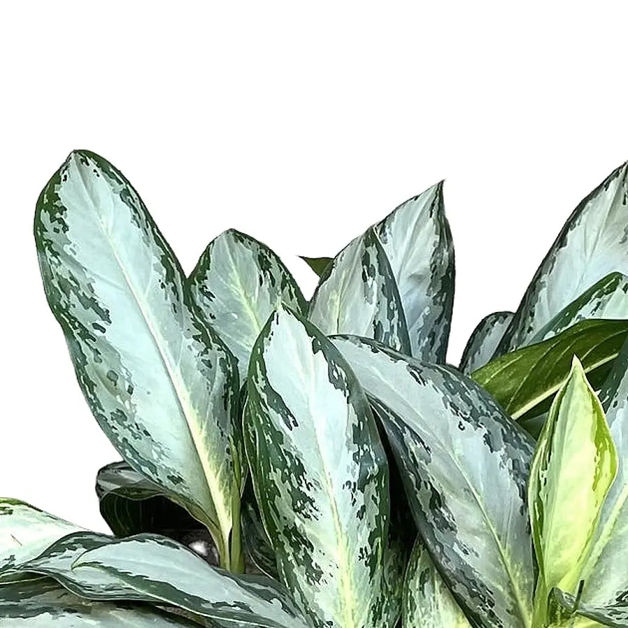 Aglaonema Silver Bay 60 cm