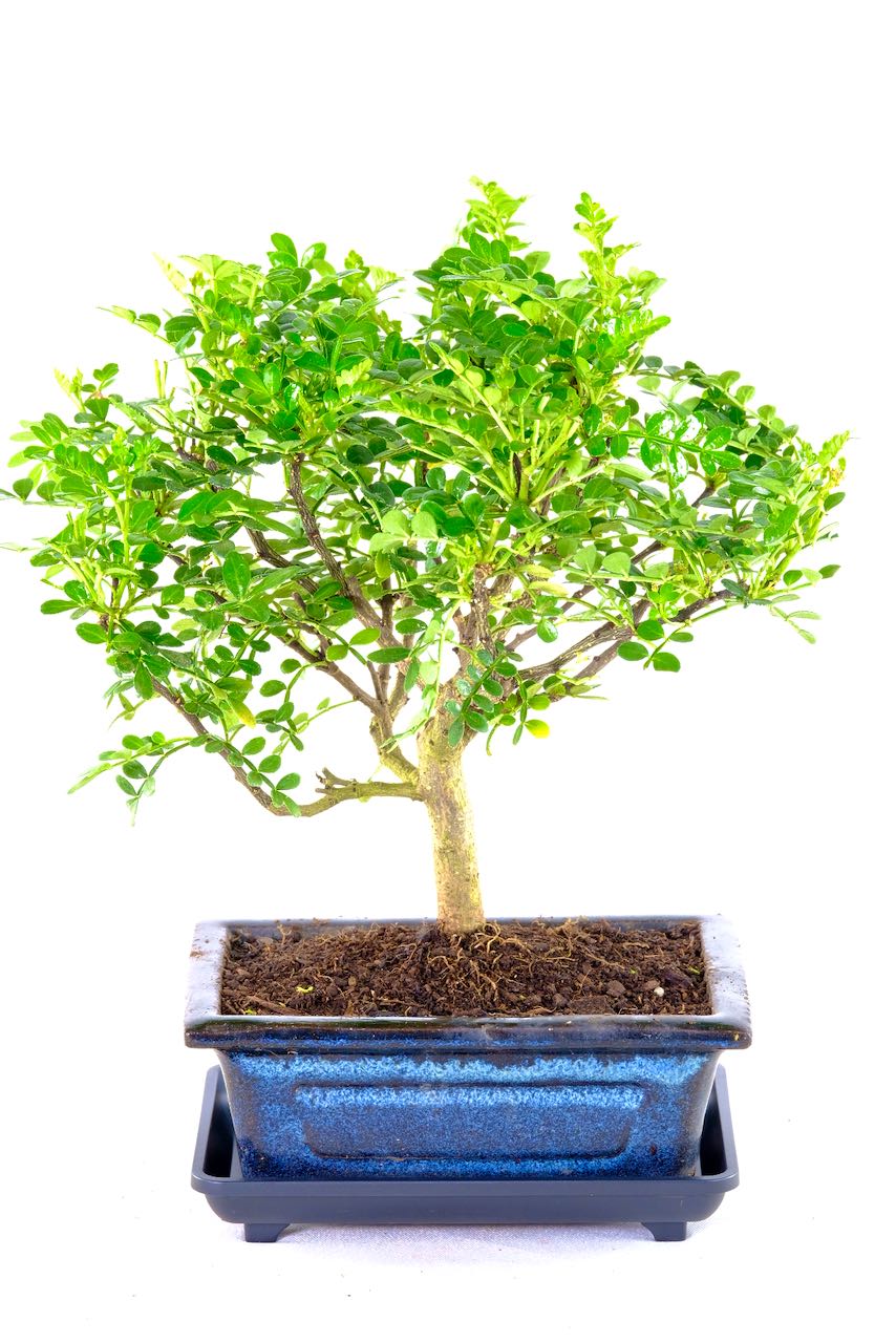 Bonsai Small with drip tray