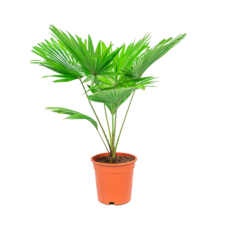 Livistona Rotundifolia 100 cm