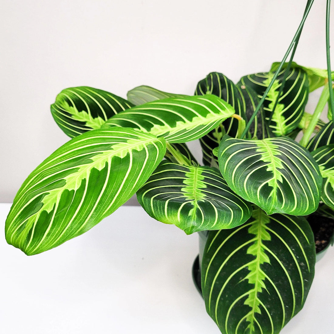 Maranta lemon