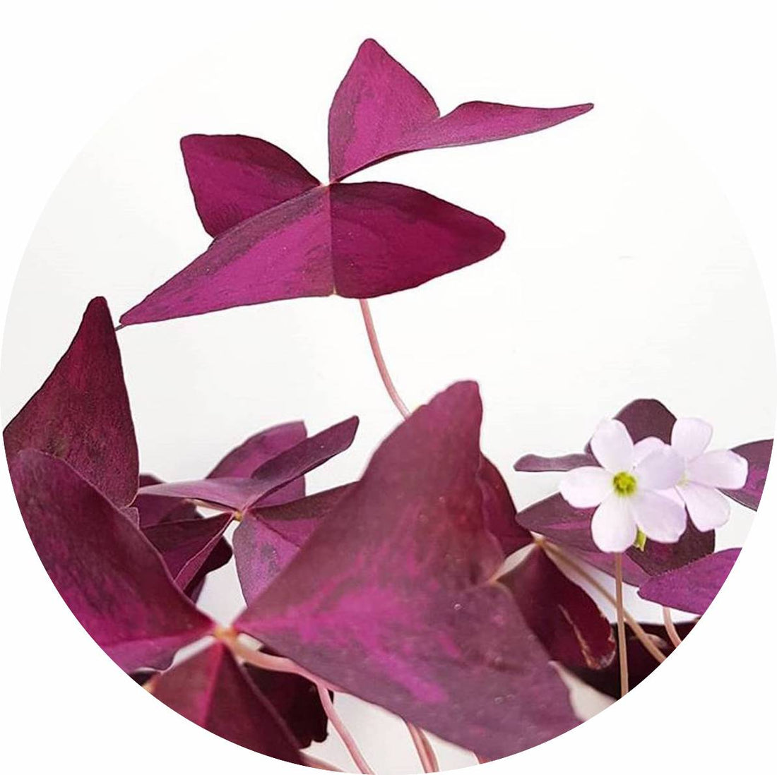 Oxalis Triangularis 15 cm