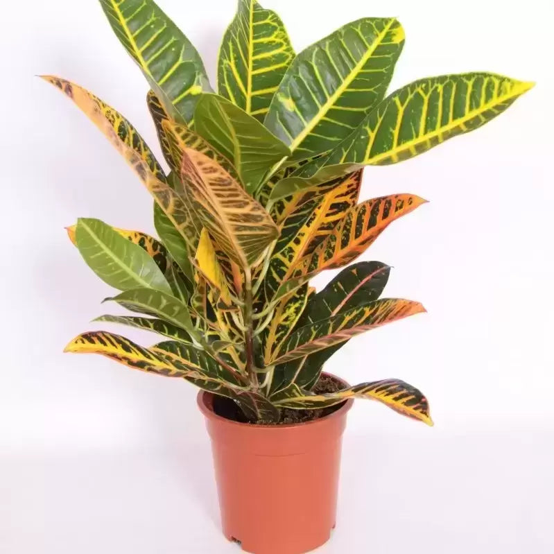 Codiaeum Variegatum Petra 50 cm