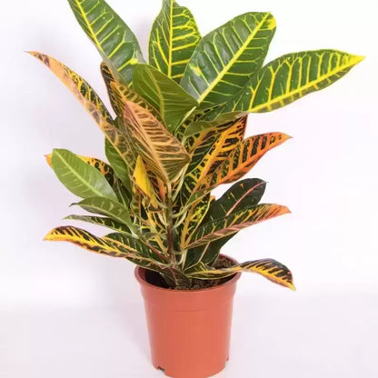 Codiaeum Variegatum Petra 50 cm