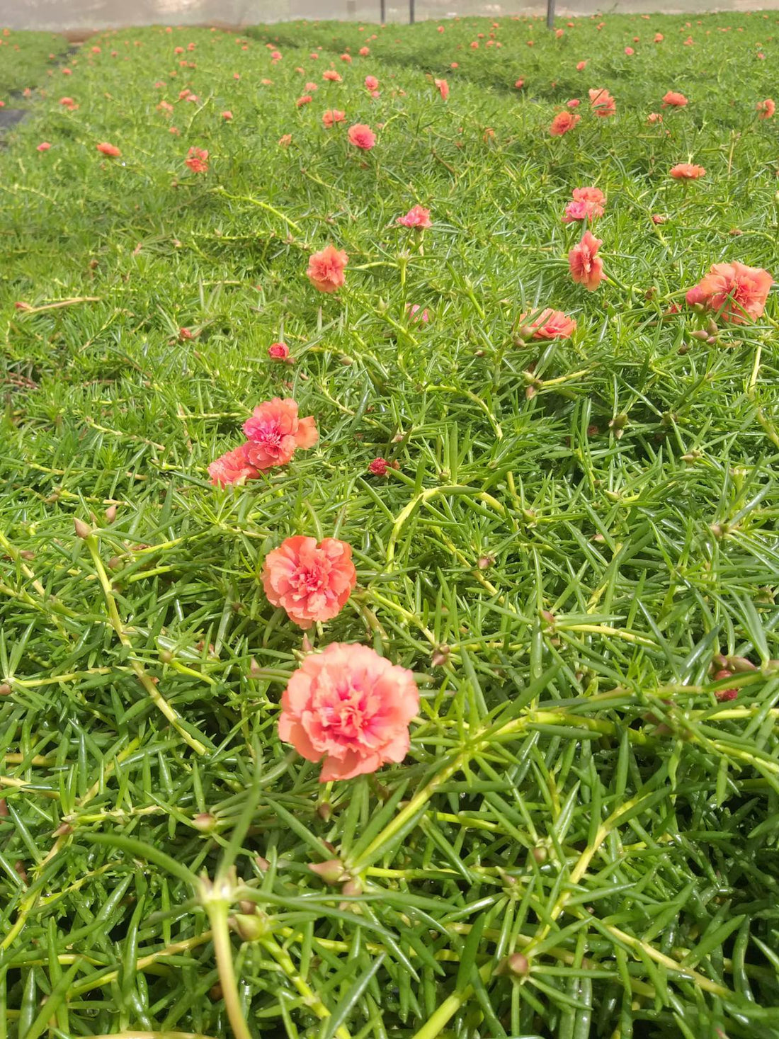 Portulaca, 9 O Clock  (Orange)