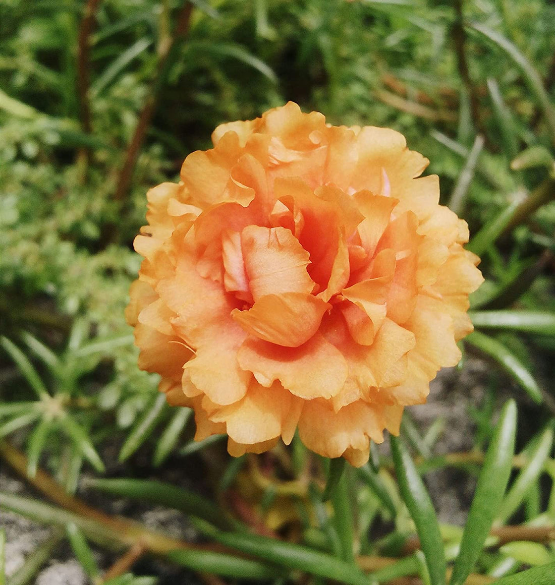 Portulaca, 9 O Clock  (Orange)