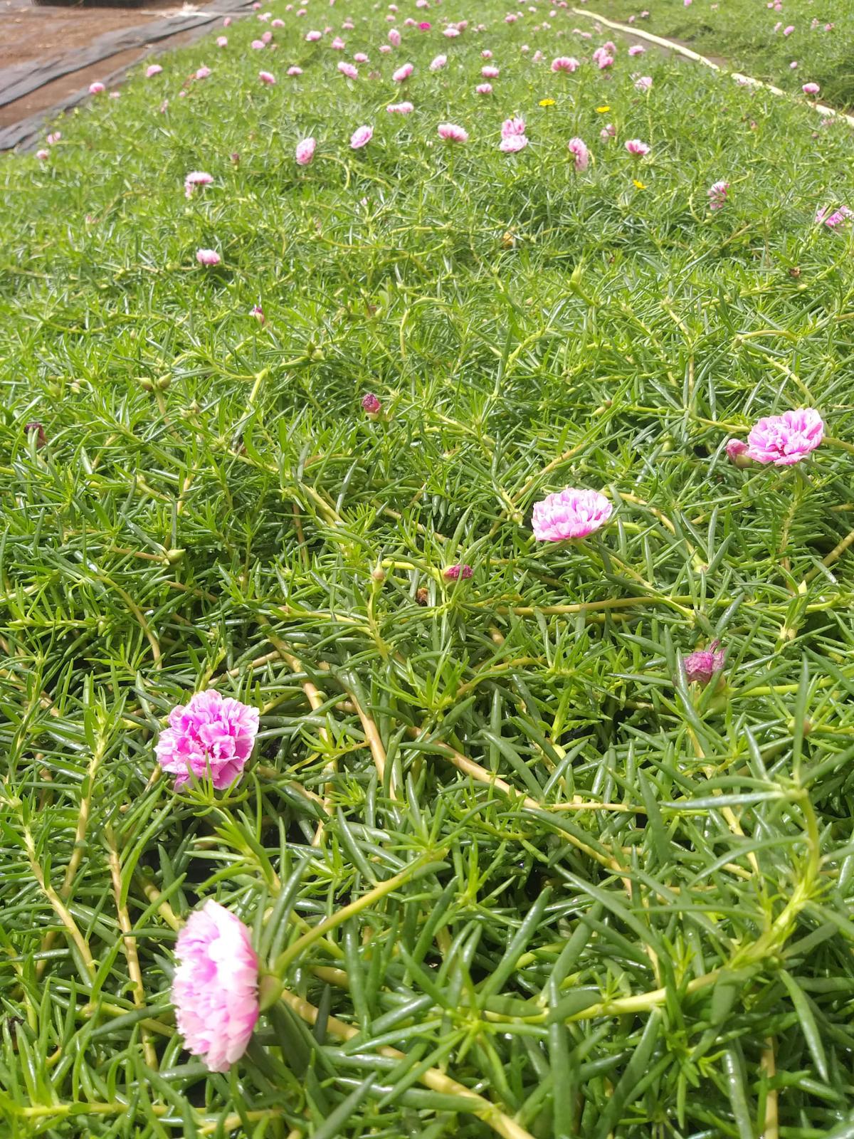 Portulaca, 9 O Clock  (Pink)