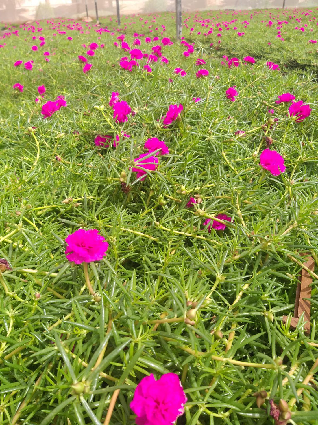 Portulaca, 9 O Clock  (Purple)