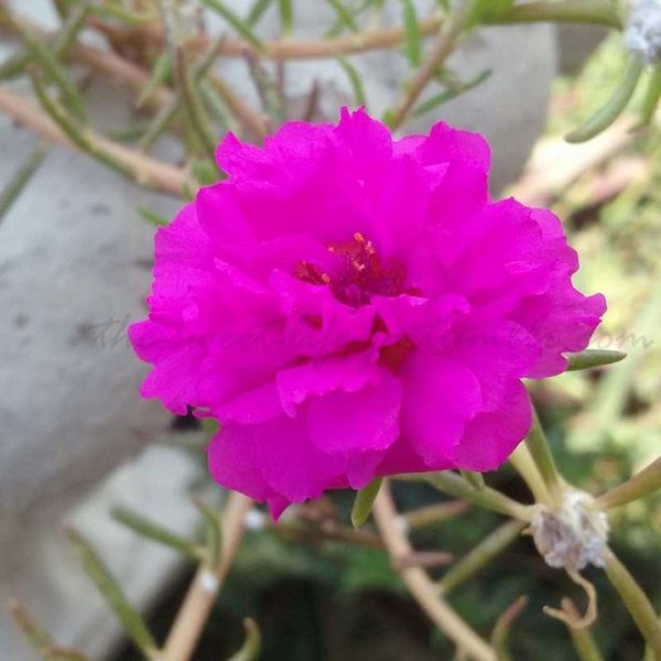 Portulaca, 9 O Clock  (Purple)
