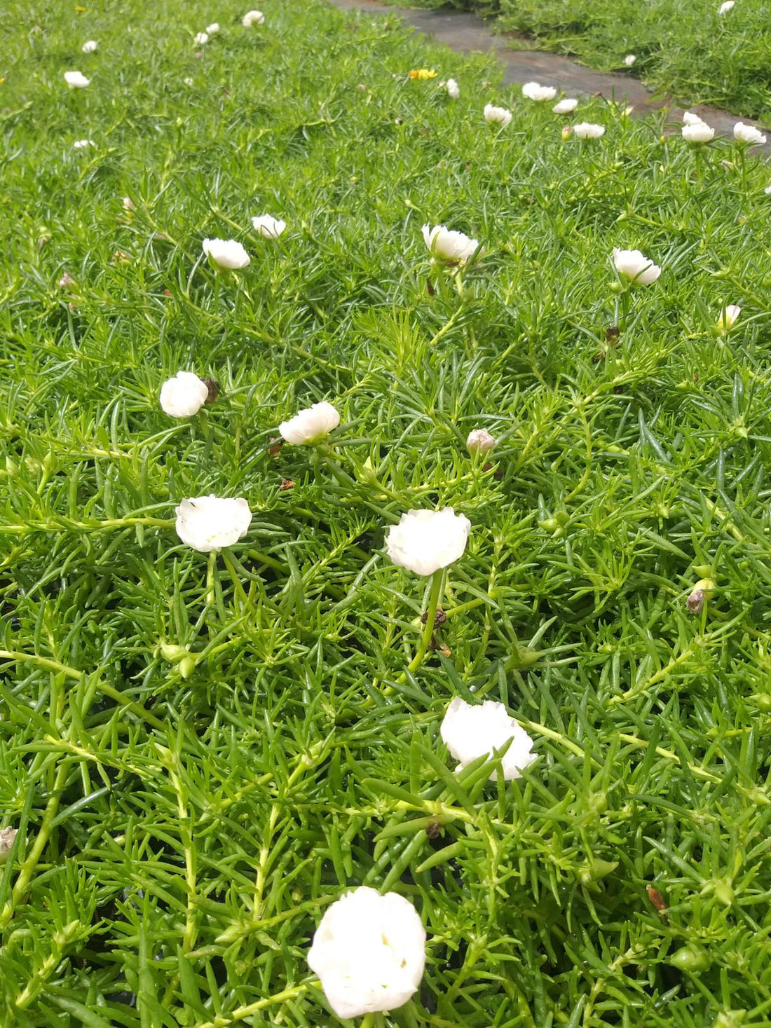 Portulaca, 9 O Clock  (White)