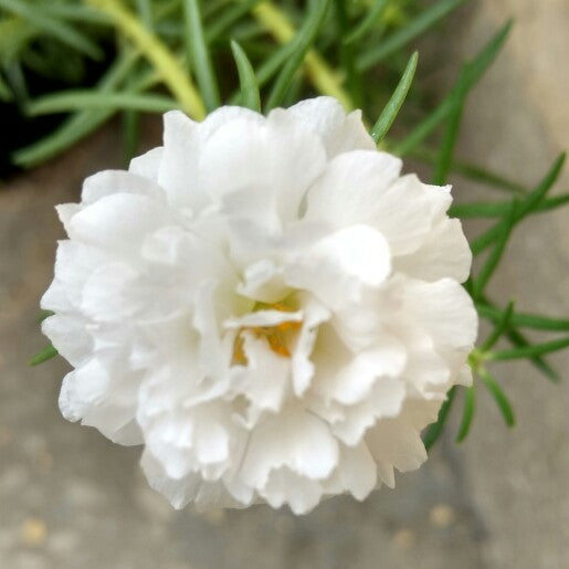 Portulaca, 9 O Clock  (White)