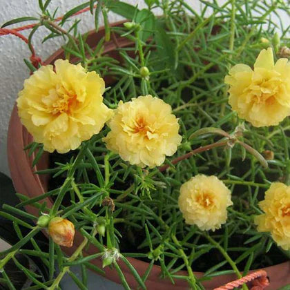 Portulaca, 9 O Clock (Yellow)