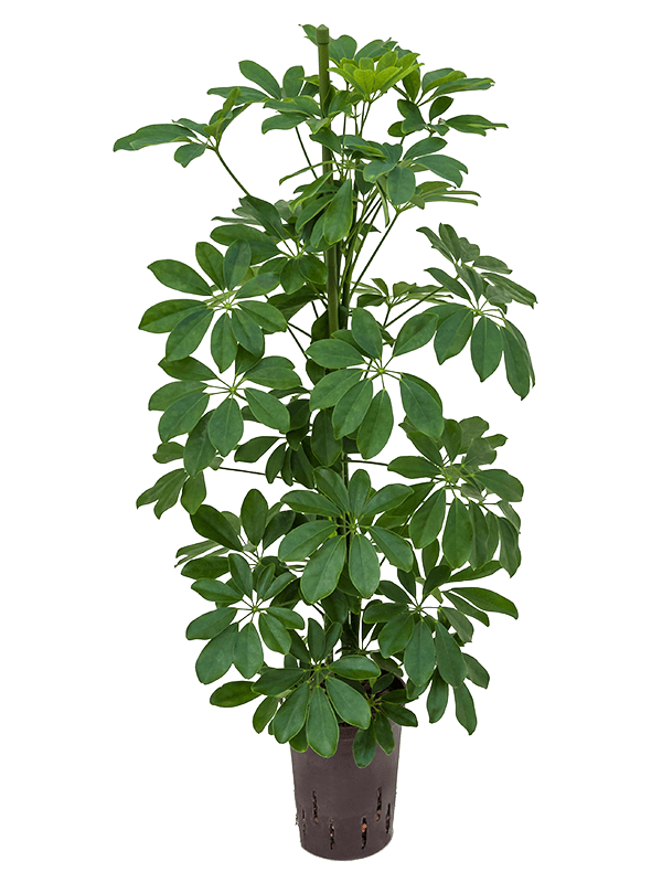 Schefflera Compancta 70 cm