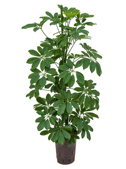 Schefflera Compancta 70 cm