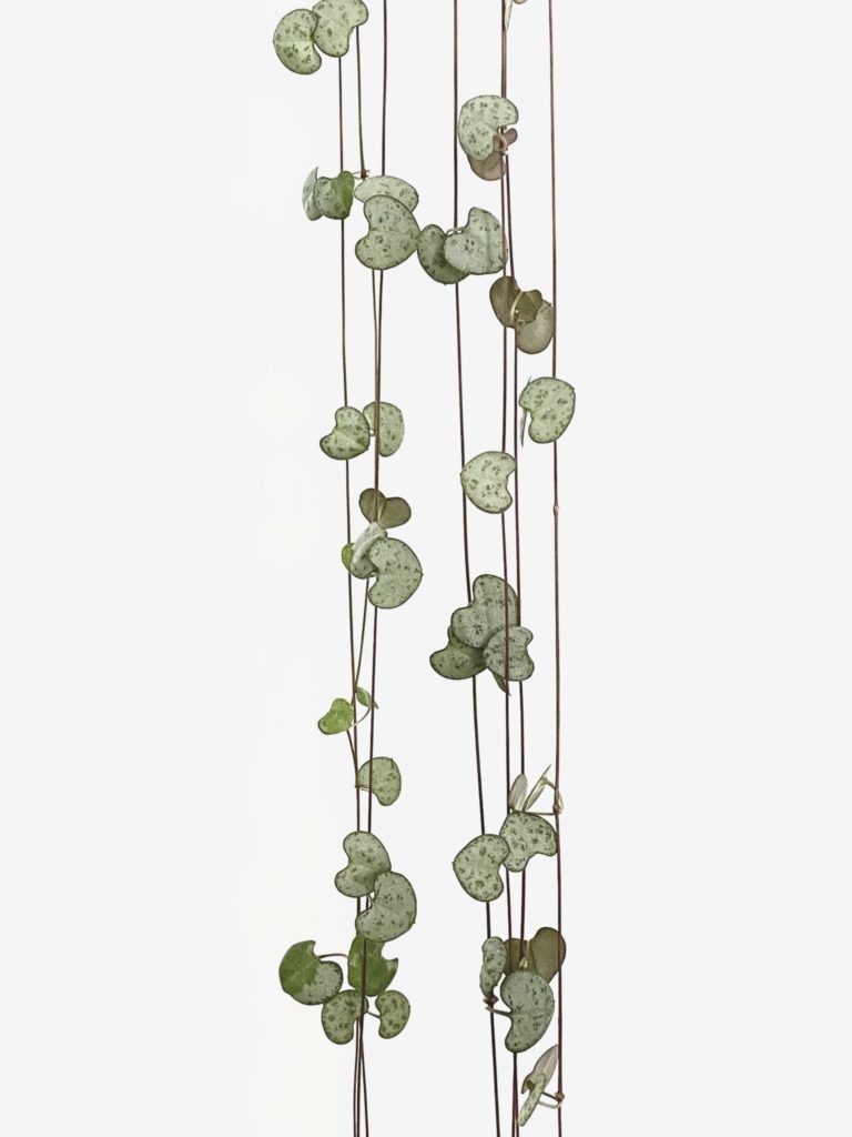 Ceropegia woodii