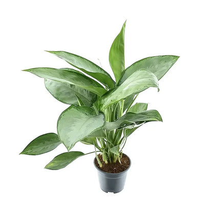 Aglaonema Silverado 50 cm