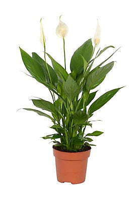 Spathiphyllum Sweet Silvio 60 cm