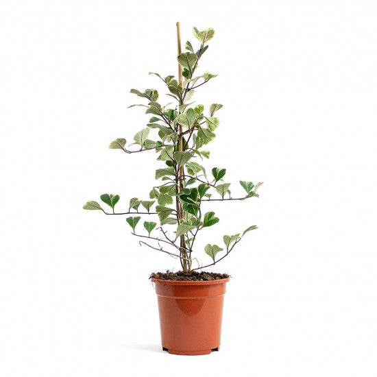 Ficus Trian Sweetheart 90 cm