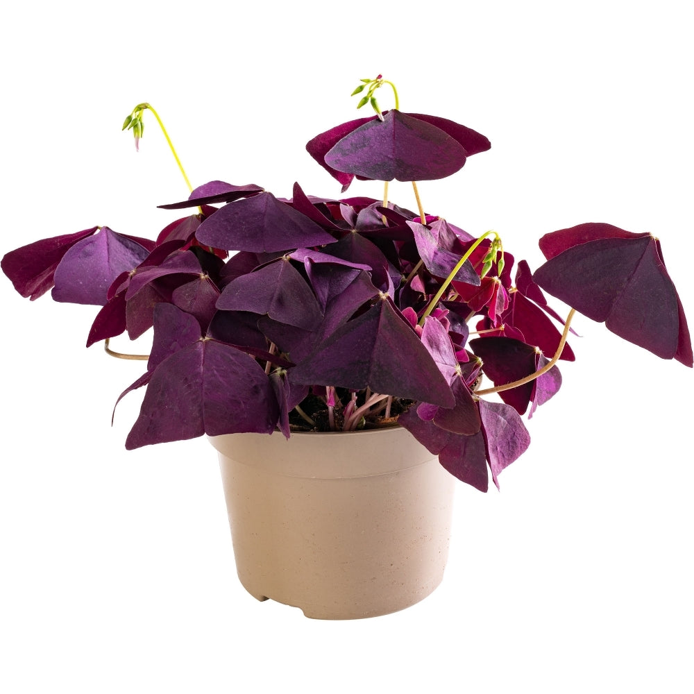 Oxalis Triangularis 15 cm