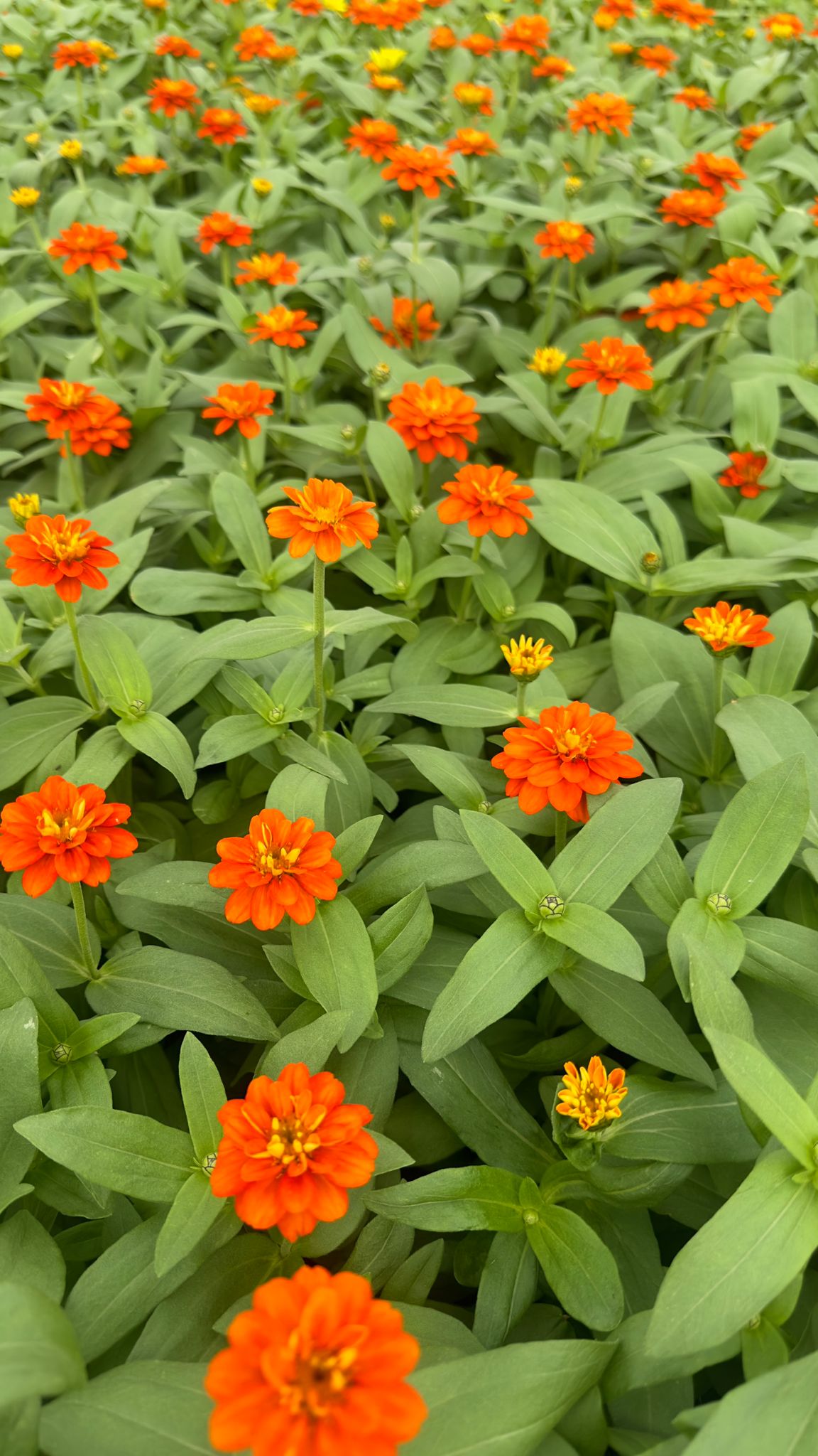 Zinnia Plant (Orange)