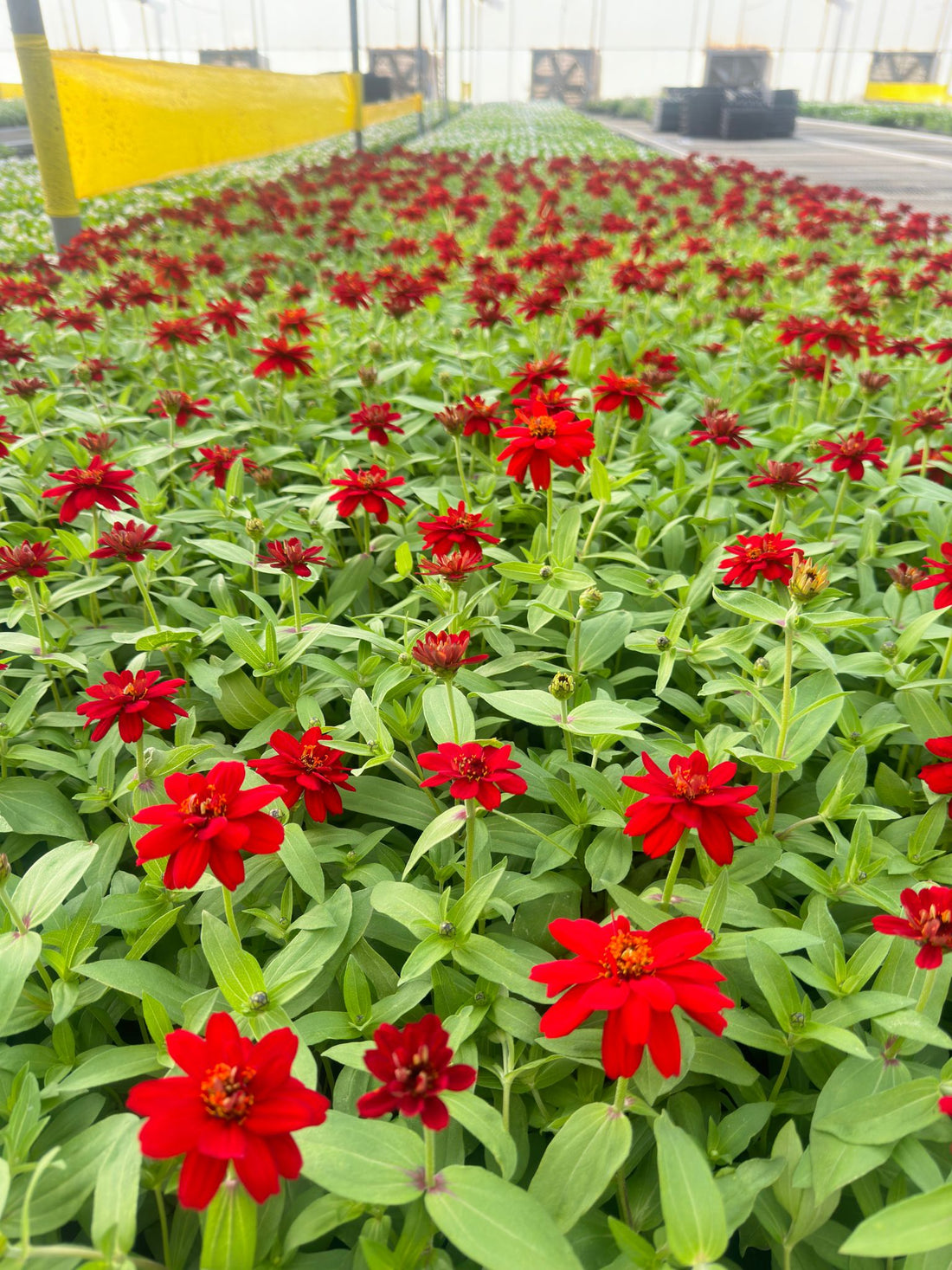 Zinnia Plant (Red)