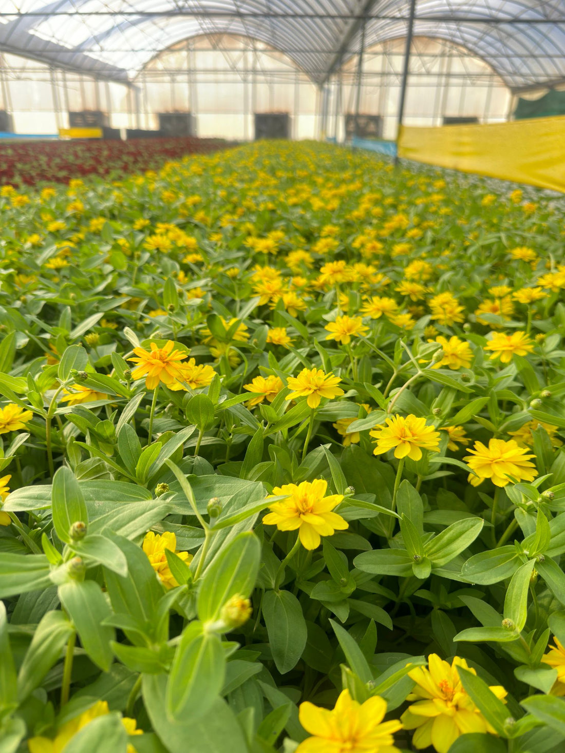 Zinnia Plant (Yellow)