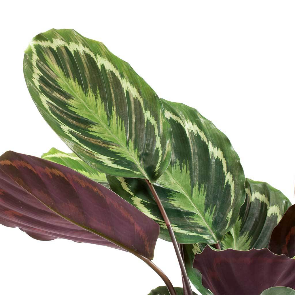 Calathea roseopicta