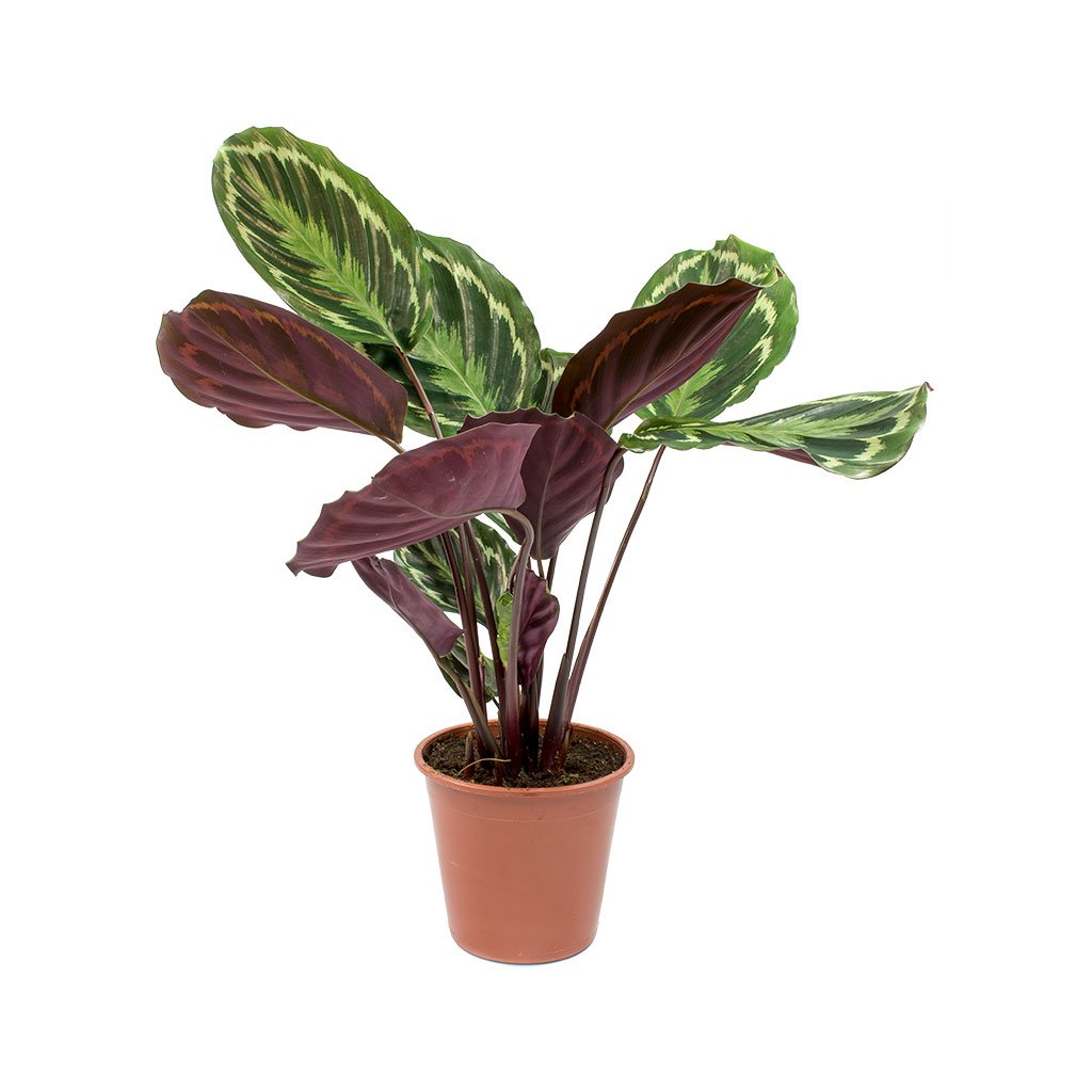 Calathea roseopicta