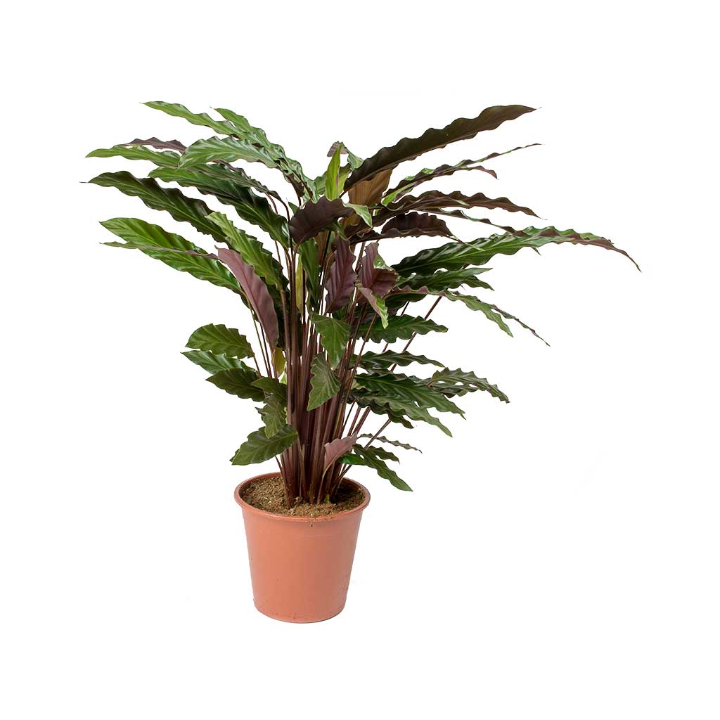 Calathea rufibarba