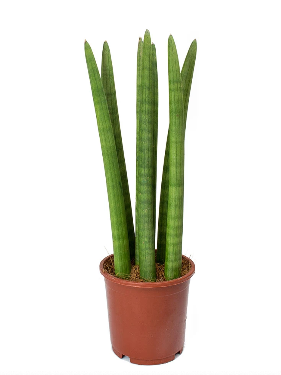 Sansevieria Cylindrica