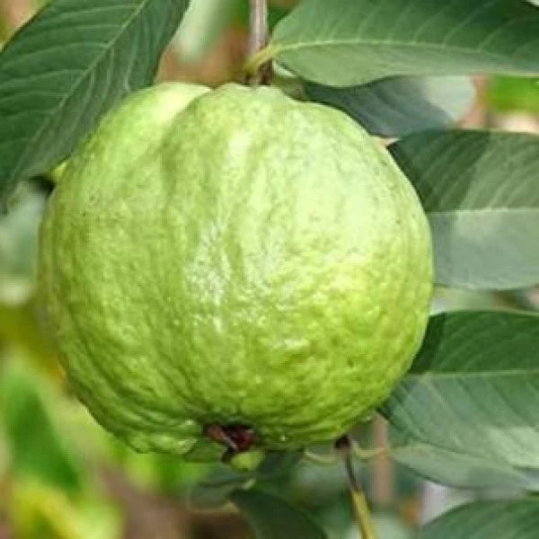 Guava tree