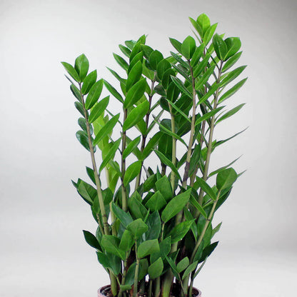 Zamioculcas Zamiifolia Emerald 75 cm