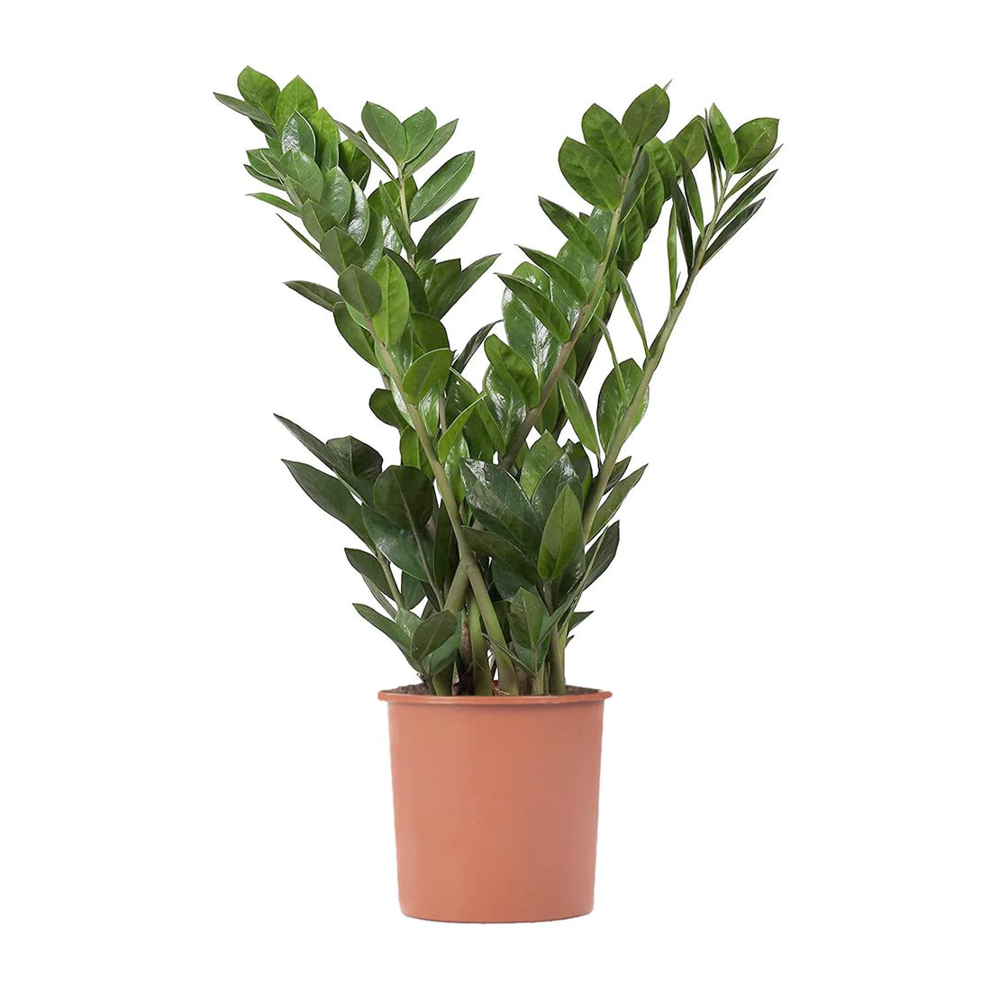Zamioculcas Zamiifolia Emerald 75 cm
