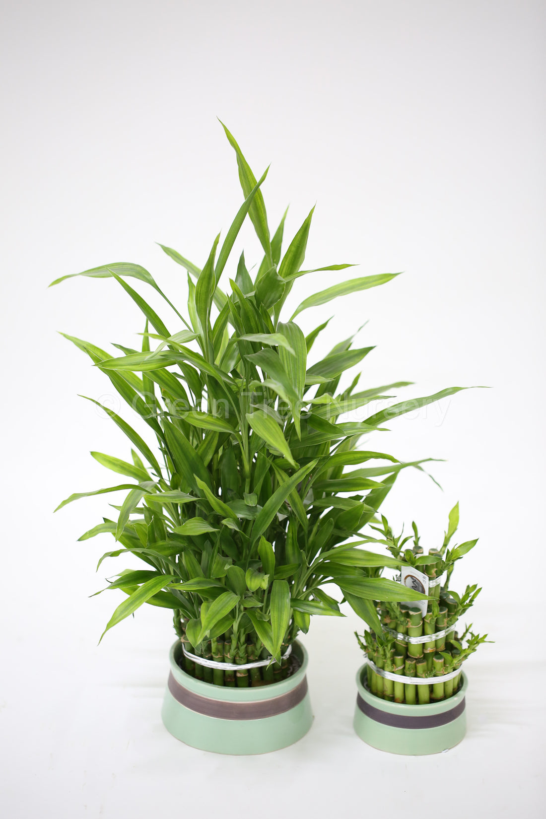 Dracaena Sanderiana - Lucky Bamboo - Long