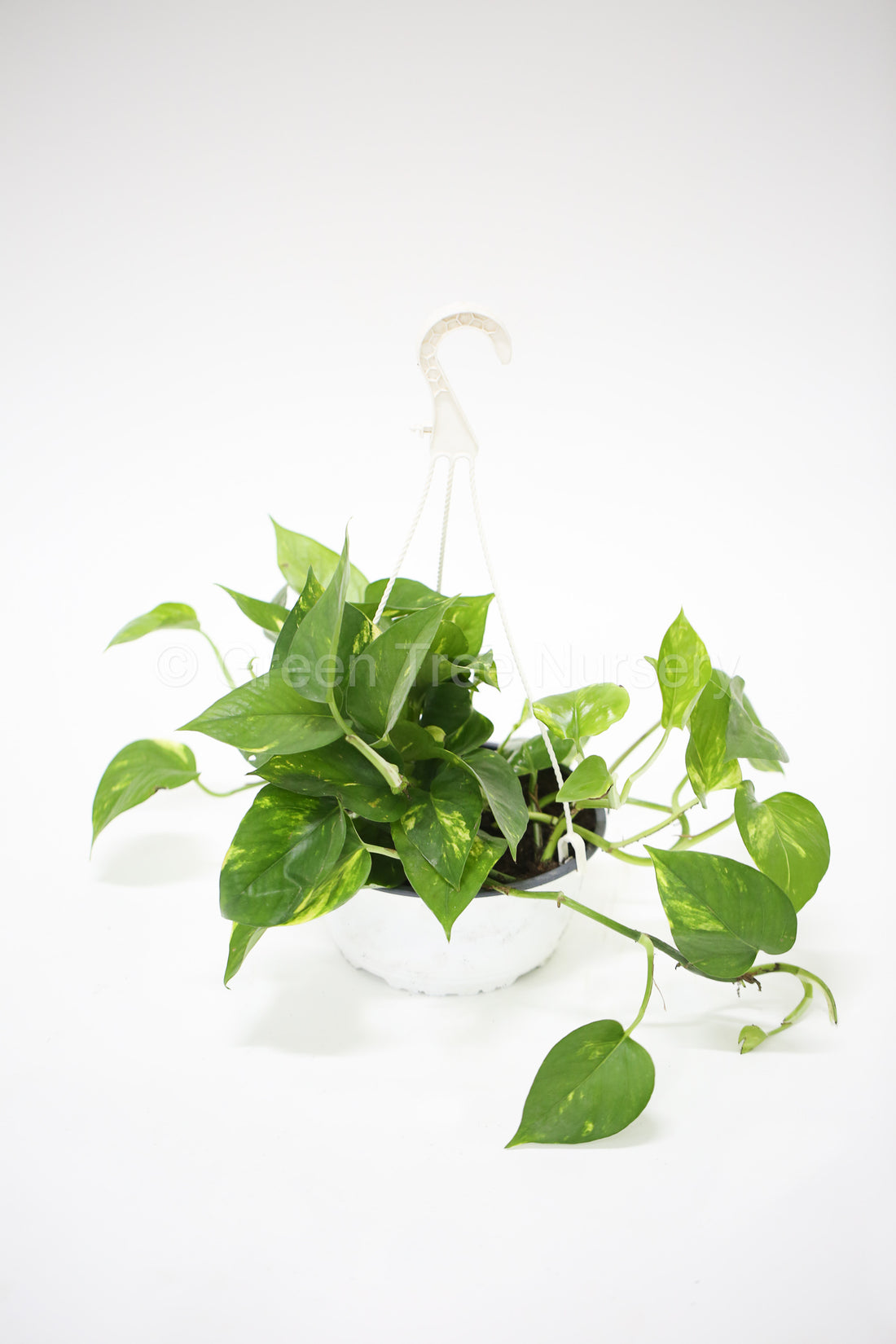 Epipremnum pinnatum aureum (hanging)