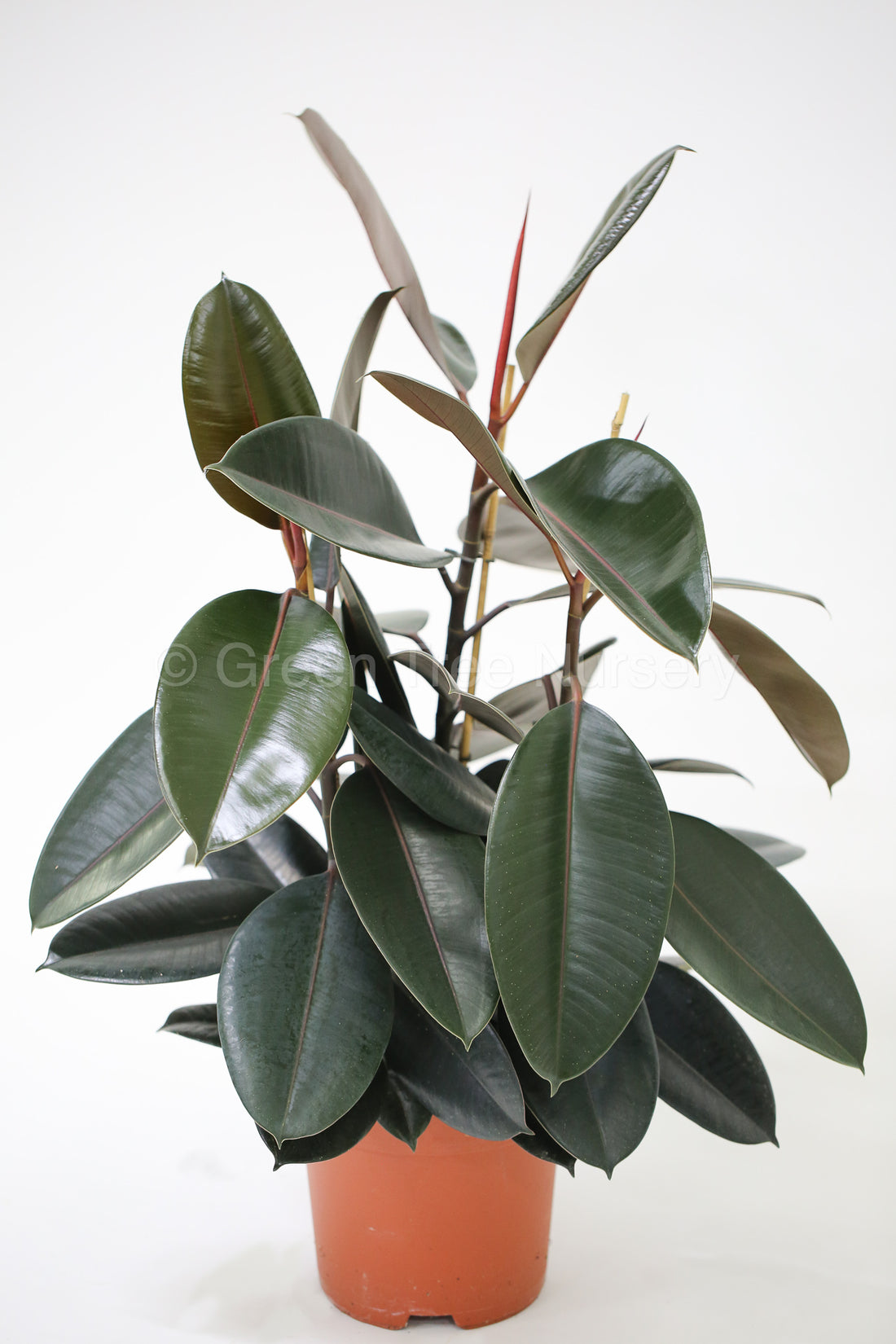 Ficus Elastica Abidjan (120 cm)