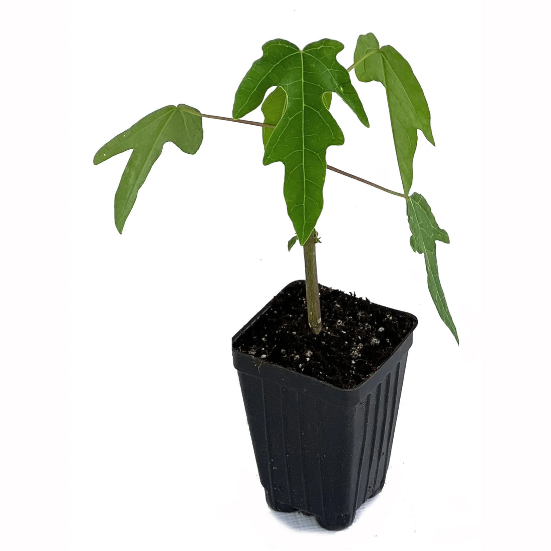 Papaya Plant