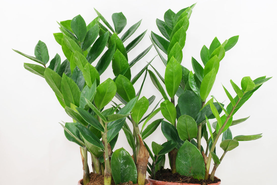 Zamioculcas zamiifolia - Classic (emerald palm)