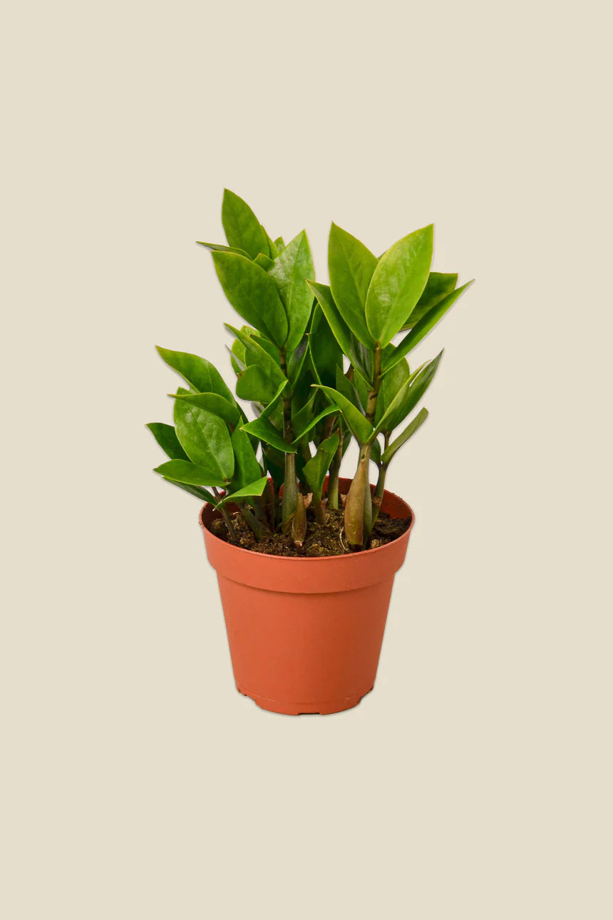 Zamioculcas zamiifolia - Classic (emerald palm)