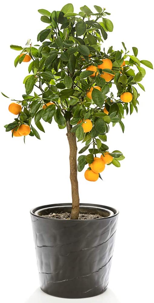 Orange Tree Medium