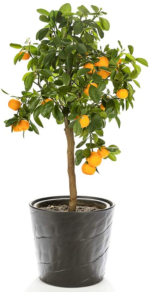Orange Tree Large
