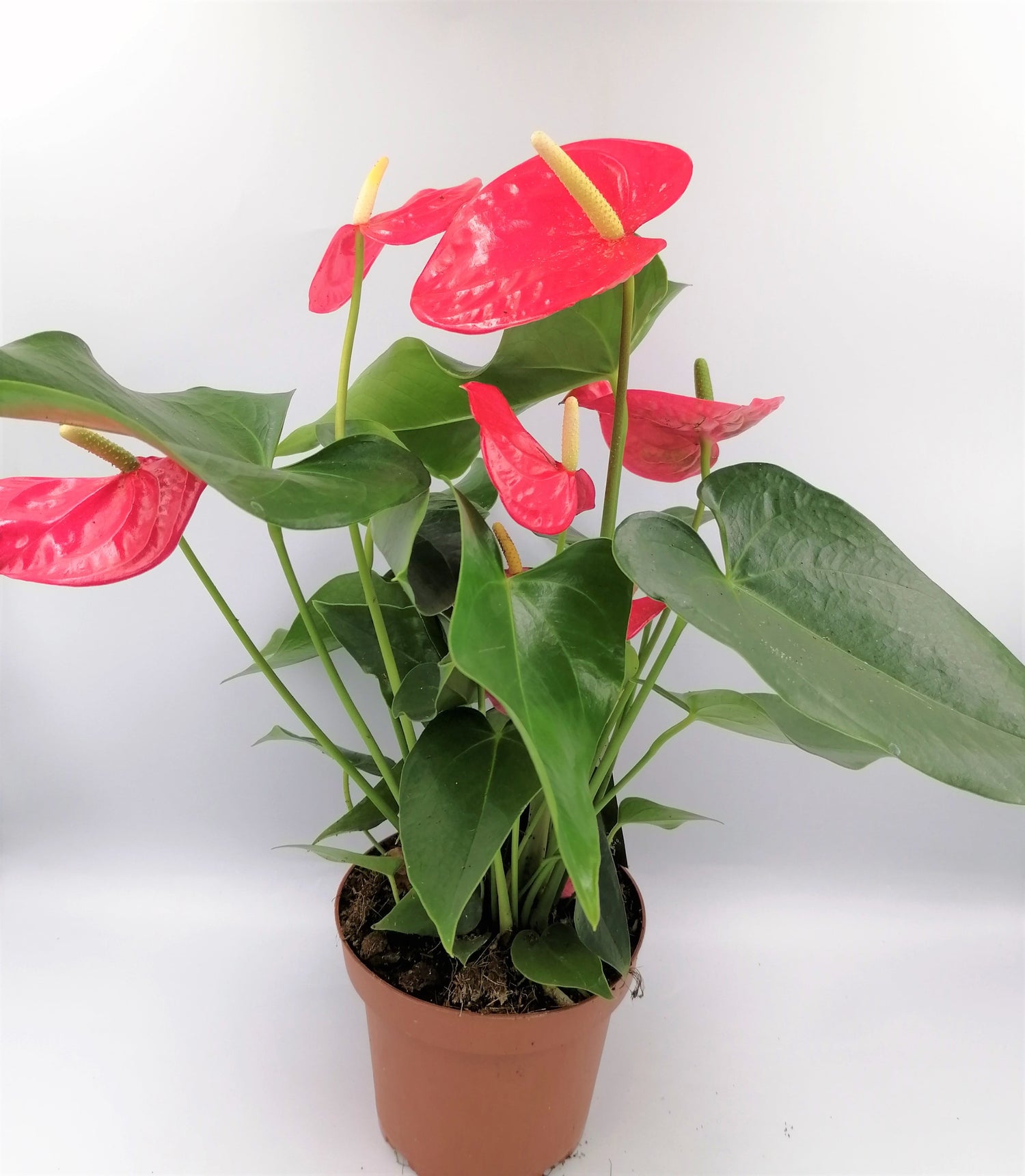 Anthurium Pink Champion