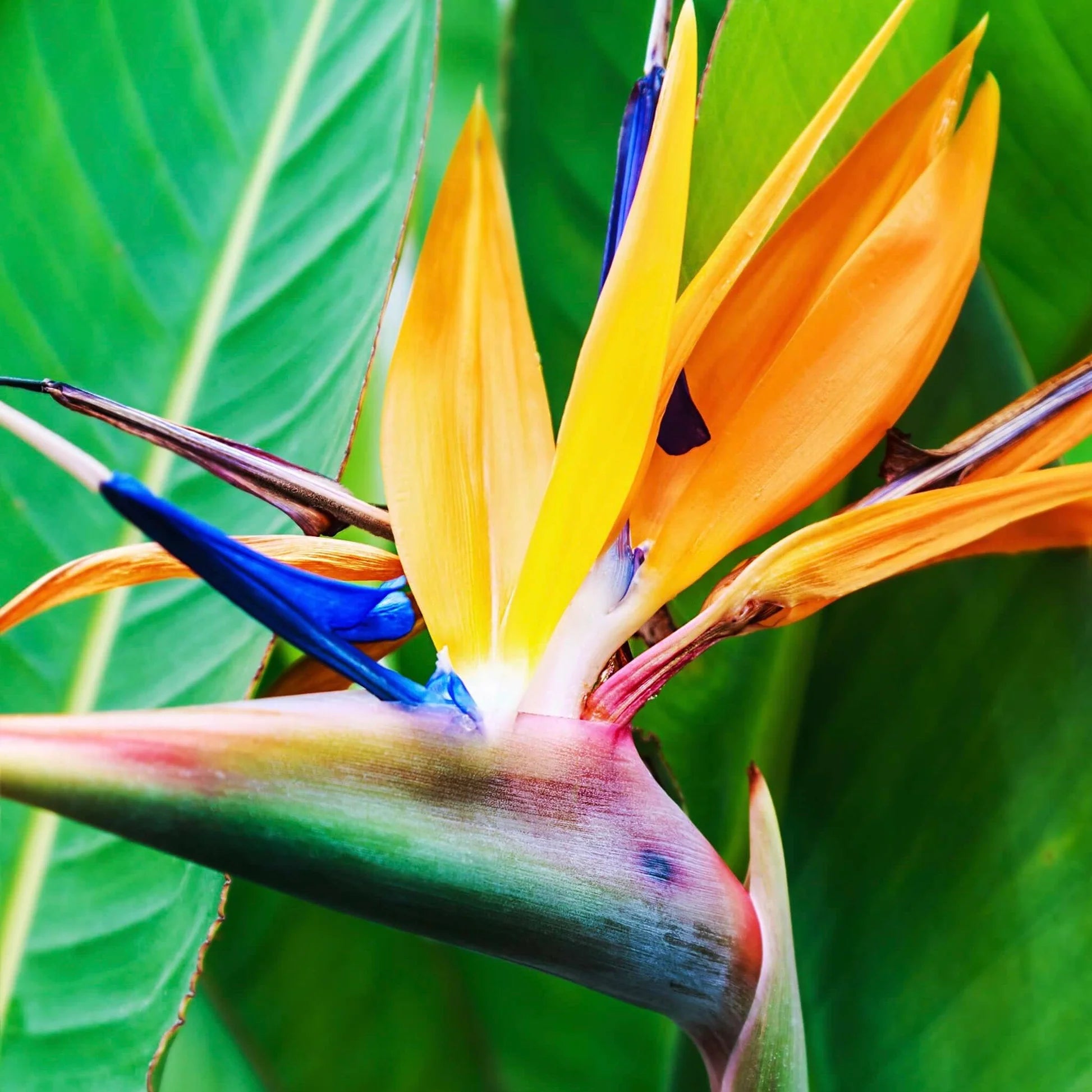 STRELITZIA REGINAE - 35CM