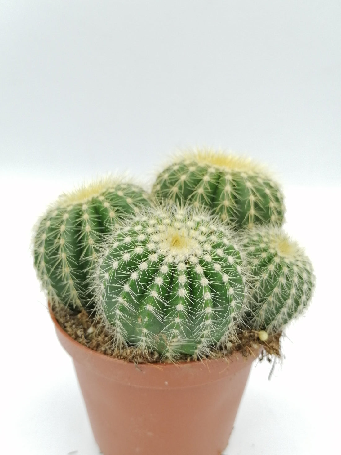 Cactus (15cm) - Mini Golden Barrel
