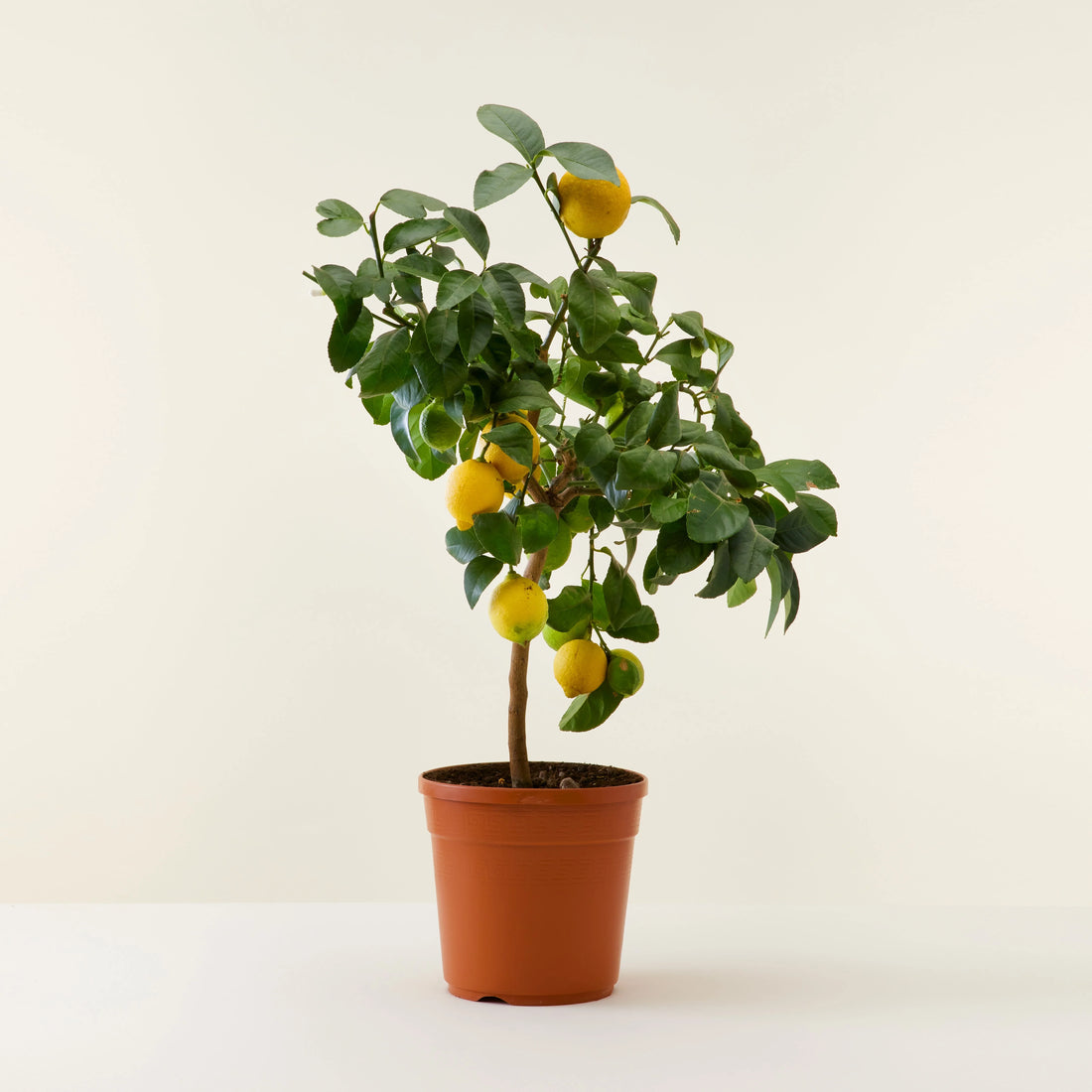Lemon Tree  Lebanon 60 cm