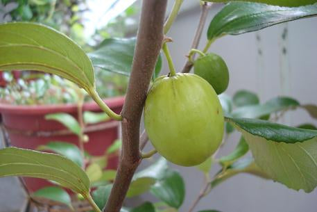 Ziziphus Mauritiana Medium (Kenar) -China